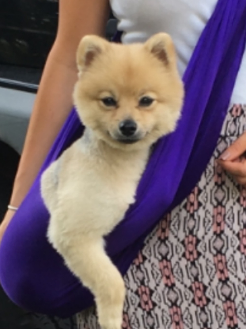 Purple Dog Sling Carrier - Comfortable Hands-Free Pet Sling - Picture 2 of 6